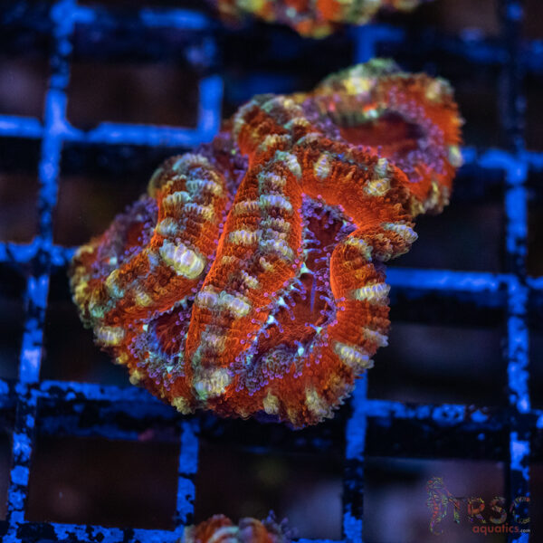 TRSC Premium Acan E07