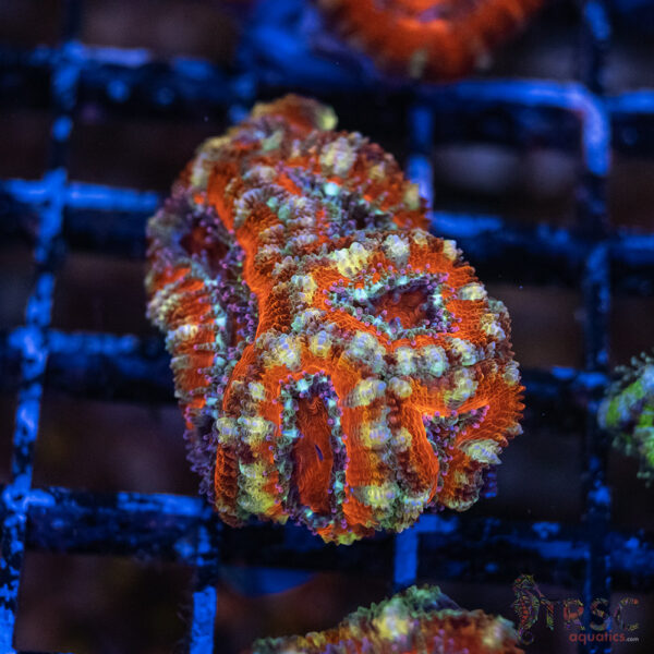 TRSC Premium Acan E08