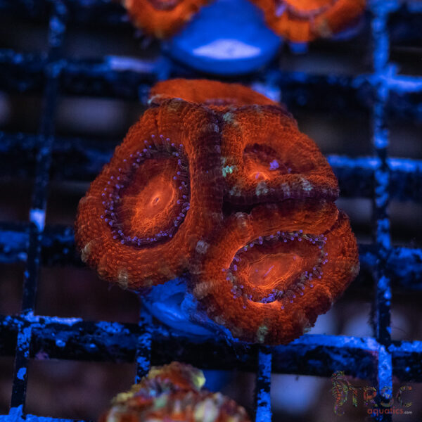 TRSC Premium Acan E09