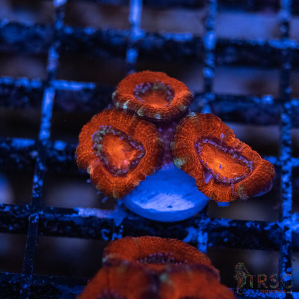 TRSC Premium Acan E10