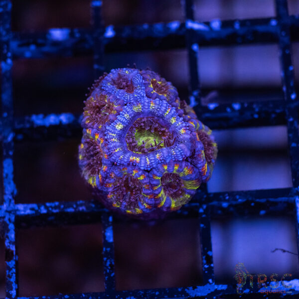 Asian Micro Rainbow Acan F01