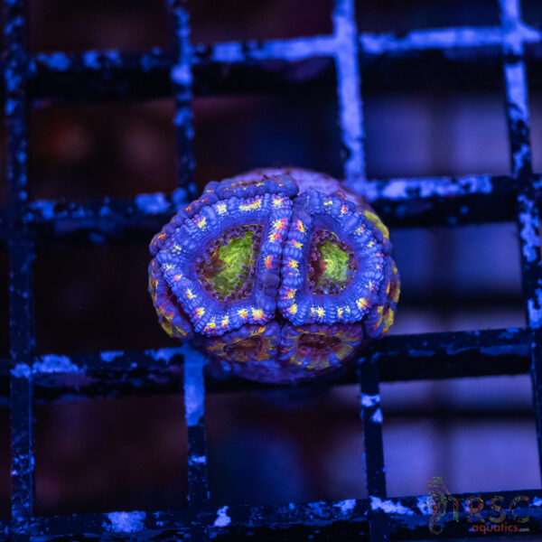 Asian Micro Rainbow Acan F02