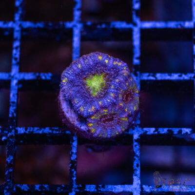 Asian Micro Rainbow Acan F03