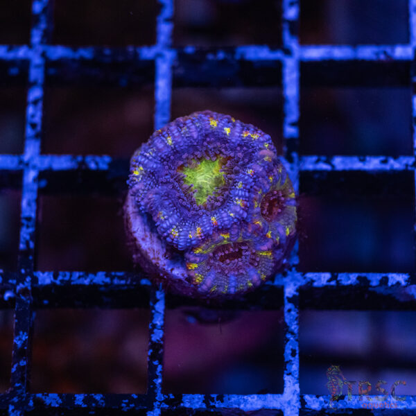 Asian Micro Rainbow Acan F03