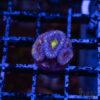 Asian Micro Rainbow Acan F04 1 UTS072025 ACAN F04