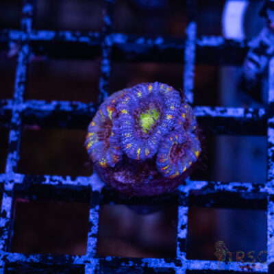 Asian Micro Rainbow Acan F04
