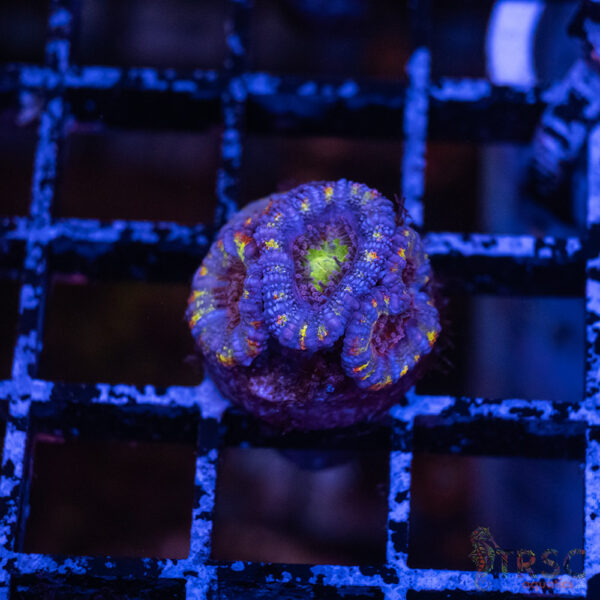 Asian Micro Rainbow Acan F04