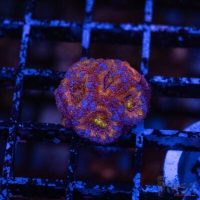 Rainbow Acan F05