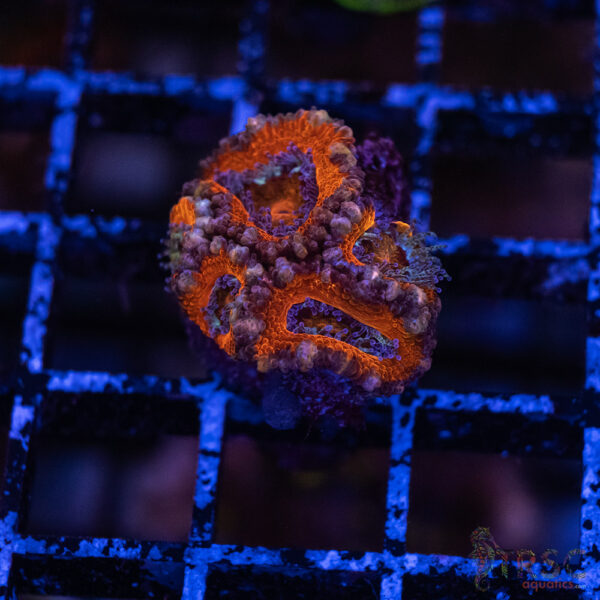TRSC Premium Acan F06