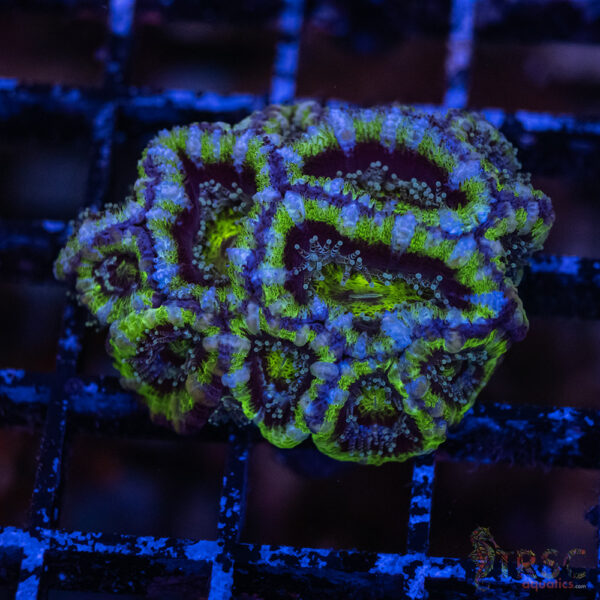 TRSC Premium Acan F07