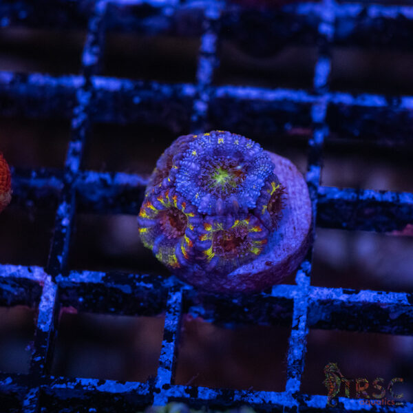 Asian Micro Acan F08