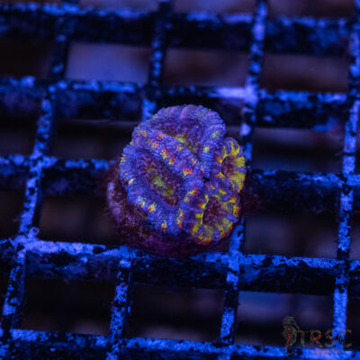 Asian Micro Acan F09