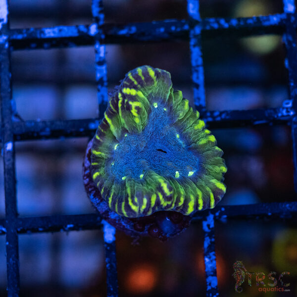 Moseleya latistella G01
