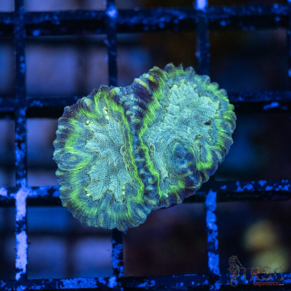 Moseleya latistella G02