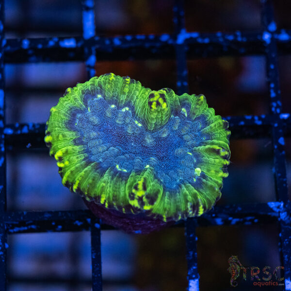 Moseleya latistella G03