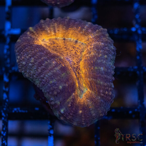 AUS Lobophyllia G04