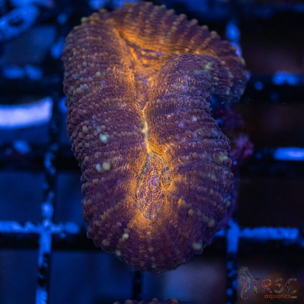 AUS Lobophyllia G05