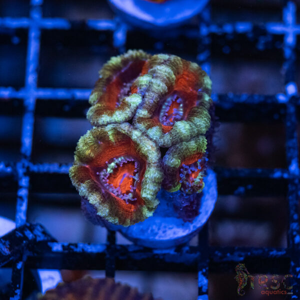 TRSC Premium Acan G06