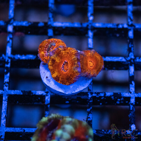 TRSC Premium Acan G07