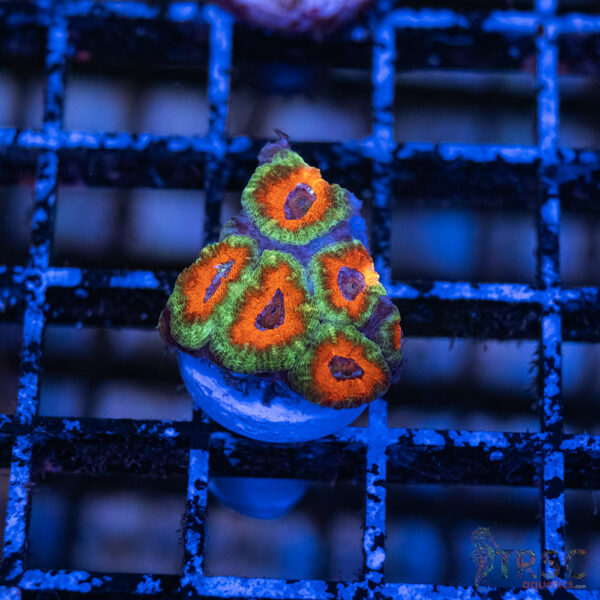 TRSC Premium Acan G08