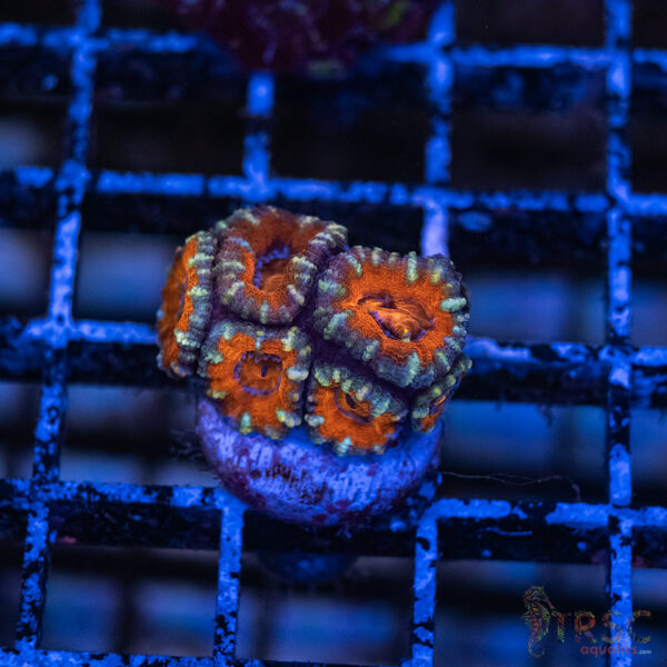 TRSC Premium Acan G09