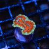 TRSC Premium Acan G10