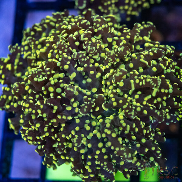 Green Yellow Yaeyaemensis Frog/Octospawn A001