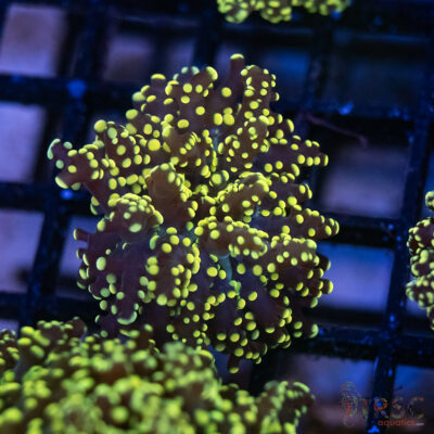 Green Yellow Yaeyaemensis Frog/Octospawn A002