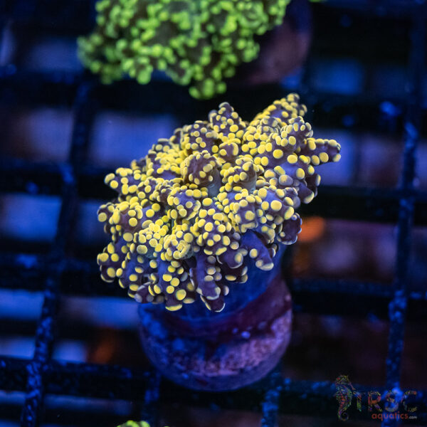 Orange/Peach Yaeyaemensis Frog/Octospawn A004