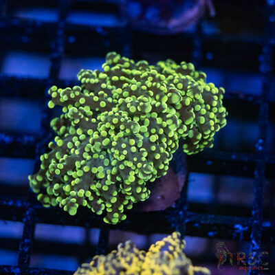Green  Yaeyaemensis Frog/Octospawn A005