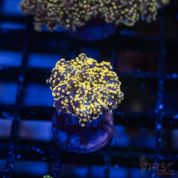 Orange Yaeyaemensis Frog/Octospawn A006