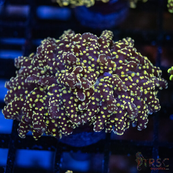 Purple Peach Yaeyaemensis Frog/Octospawn A007