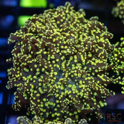 Green Yellow Yaeyaemensis Frog/Octospawn A009