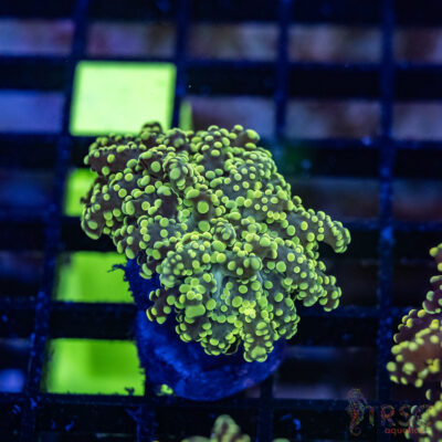 Green Yaeyaemensis Frog/Octospawn A010