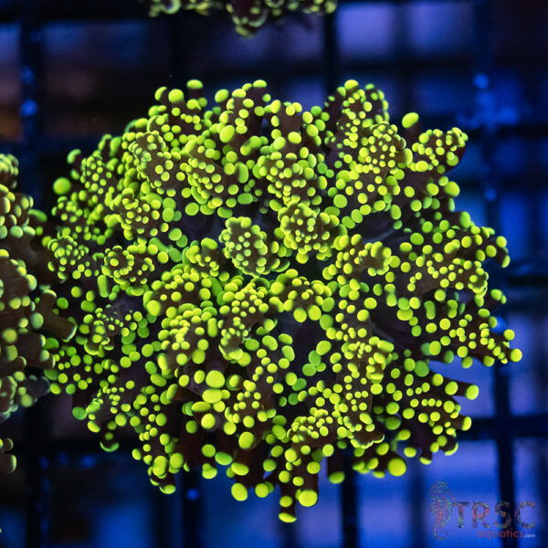 Green Yellow Yaeyaemensis Frog/Octospawn B001