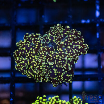 Green Gold  Yaeyaemensis Frog/Octospawn B002