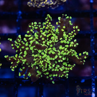 Green  Yaeyaemensis Frog/Octospawn B003