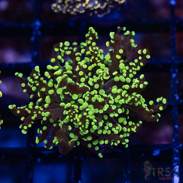 Green  Yaeyaemensis Frog/Octospawn B003