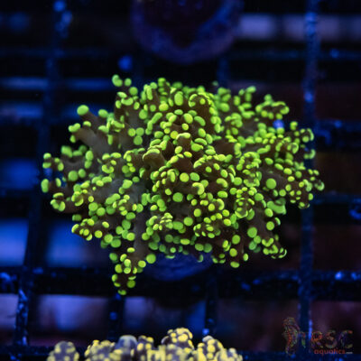 Green Yellow Yaeyaemensis Frog/Octospawn B005