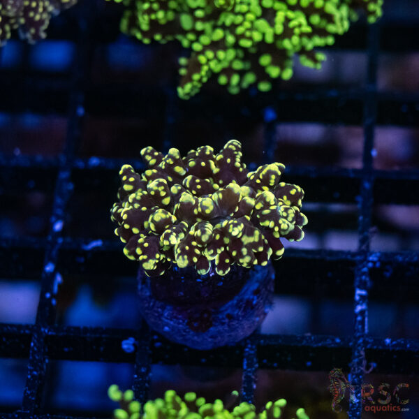Gold Green Yaeyaemensis Frog/Octospawn B006