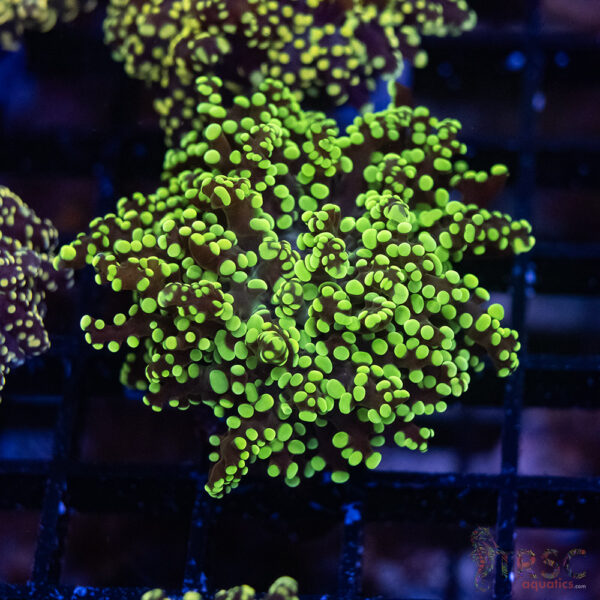 Green Yellow Yaeyaemensis Frog/Octospawn B007