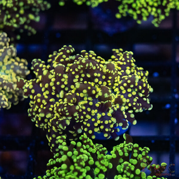 Yellow Gold Yaeyaemensis Frog/Octospawn B008