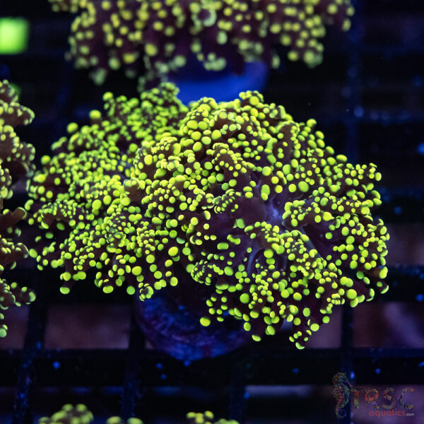 Green Yellow Yaeyaemensis Frog/Octospawn B009