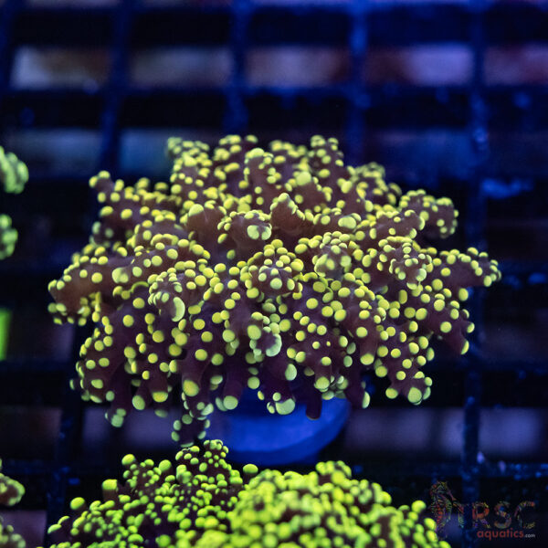 Orange Yaeyaemensis Frog/Octospawn B010