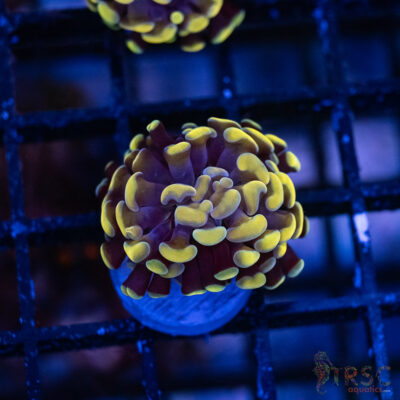 Gold Paarancora Hammer A002