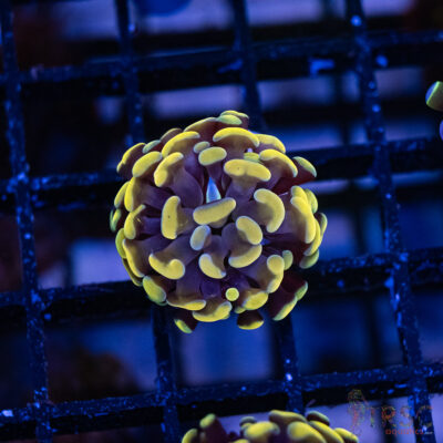 Gold Paarancora Hammer A003