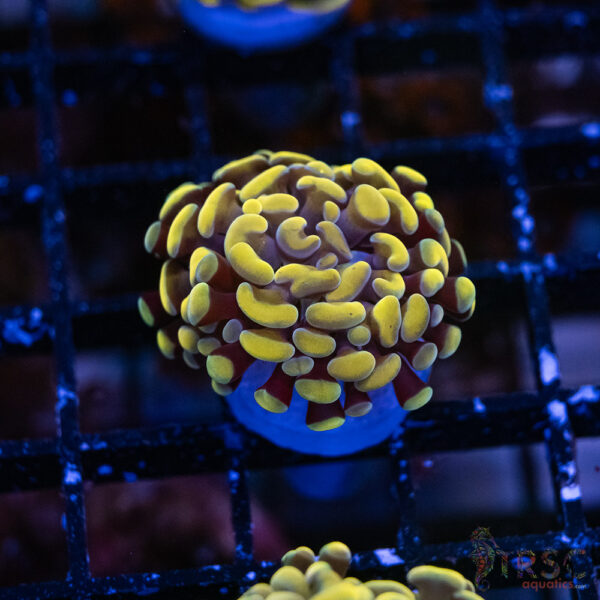 Gold Paarancora Hammer A005