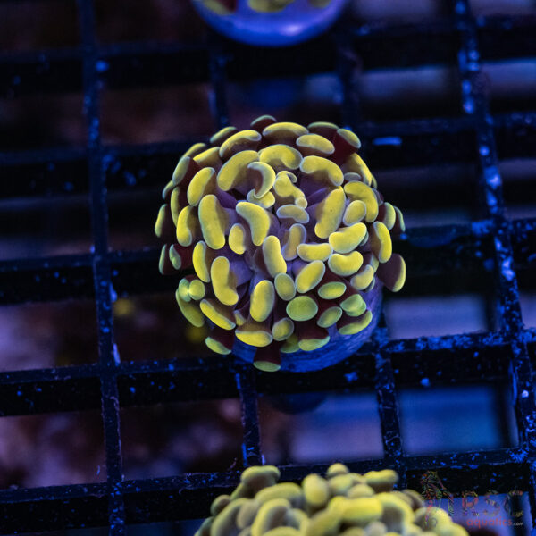 Gold Paarancora Hammer A007