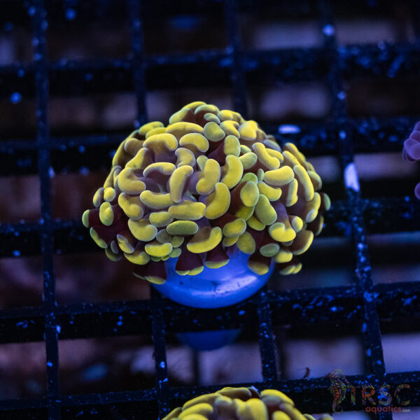 Gold Paarancora Hammer A009