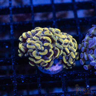 Gold Paarancora Hammer A010